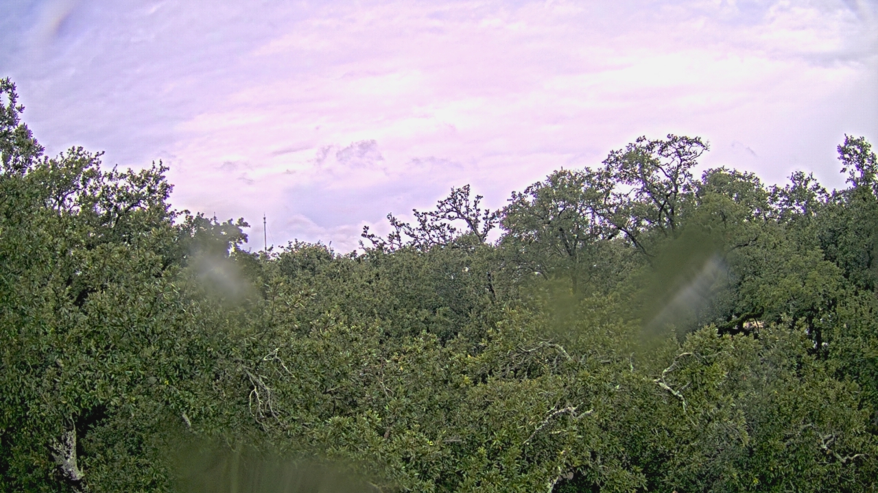 Thumbnail for current weather camera view from Metairie Club Gardens in Metairie, Louisiana