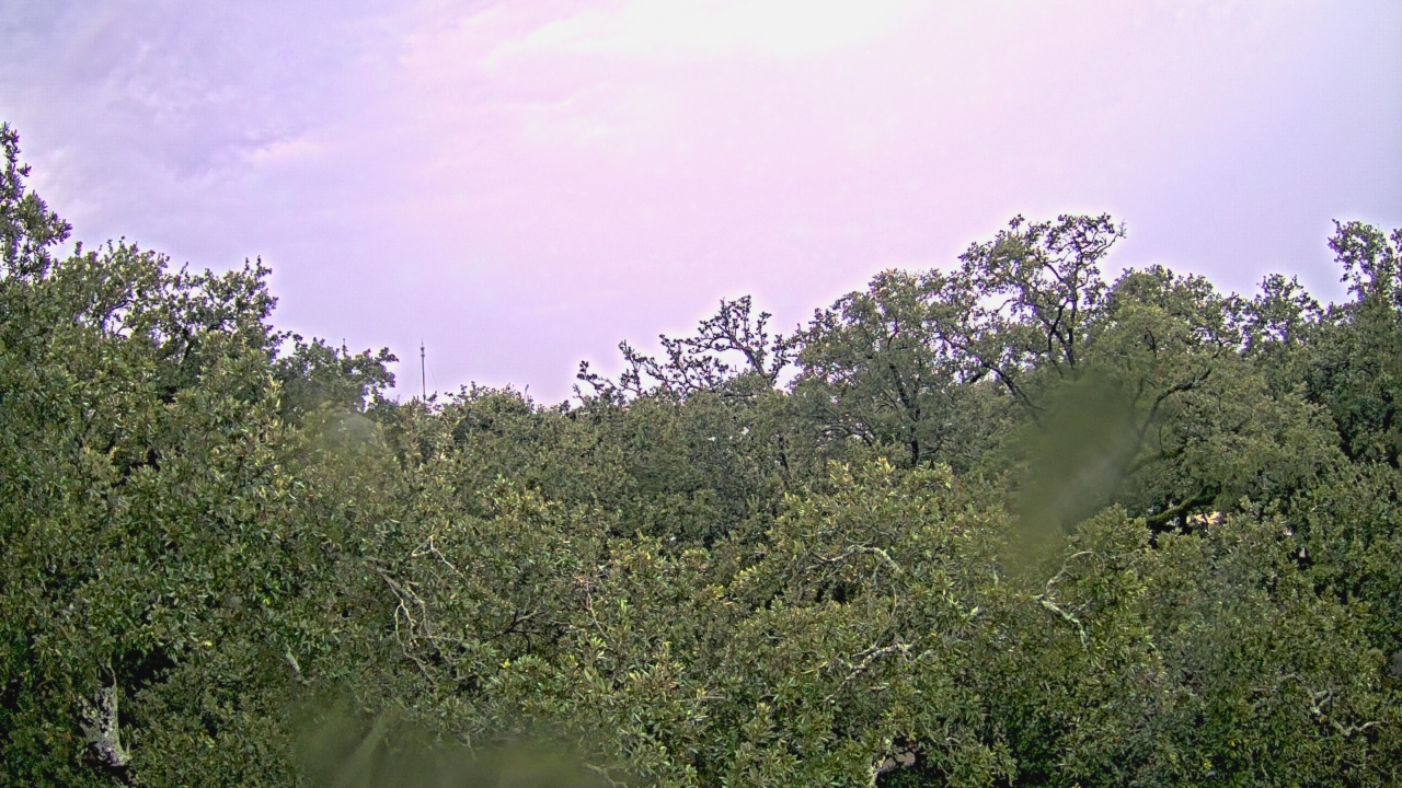 Thumbnail for current weather camera view from Metairie Club Gardens in Metairie, Louisiana