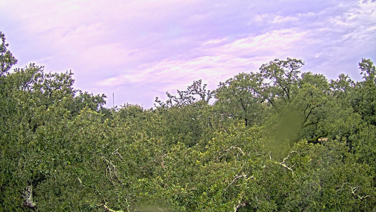 Thumbnail for current weather camera view from Metairie Club Gardens in Metairie, Louisiana