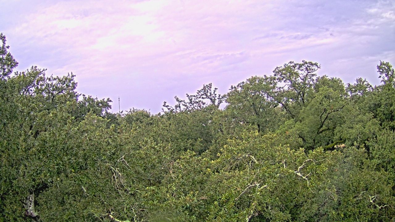 Thumbnail for current weather camera view from Metairie Club Gardens in Metairie, Louisiana
