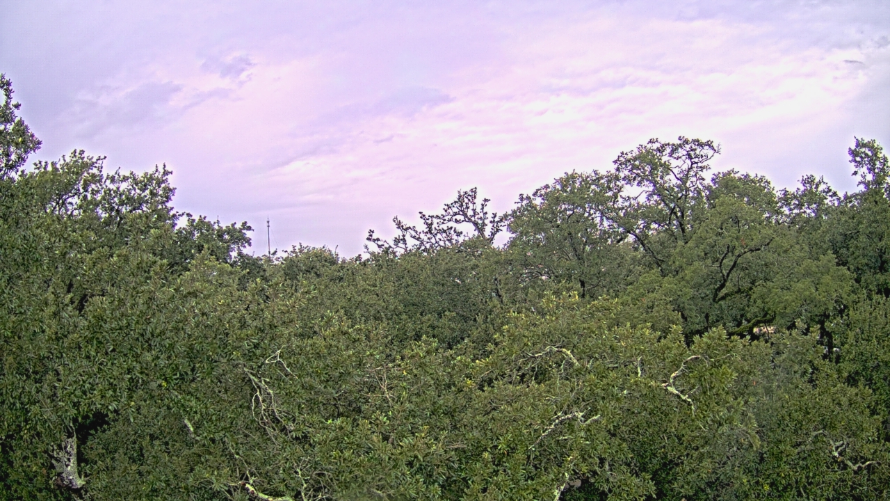 Thumbnail for current weather camera view from Metairie Club Gardens in Metairie, Louisiana