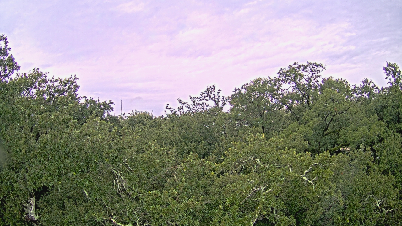 Thumbnail for current weather camera view from Metairie Club Gardens in Metairie, Louisiana