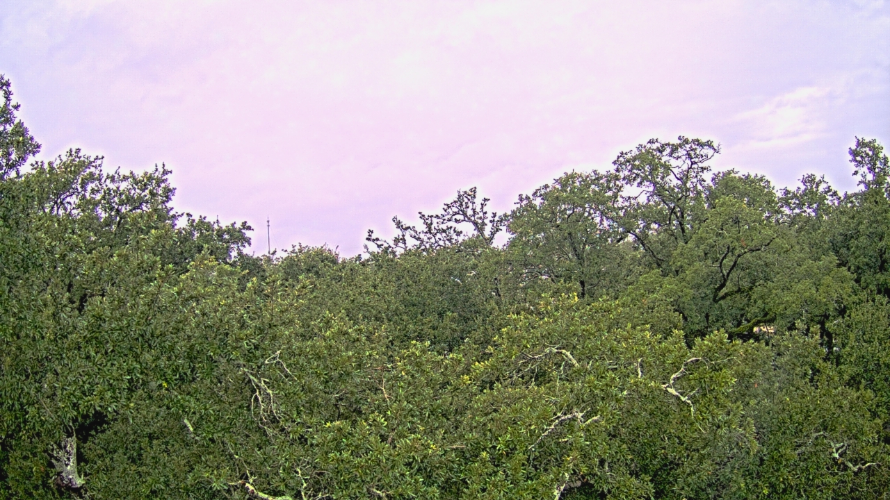 Thumbnail for current weather camera view from Metairie Club Gardens in Metairie, Louisiana