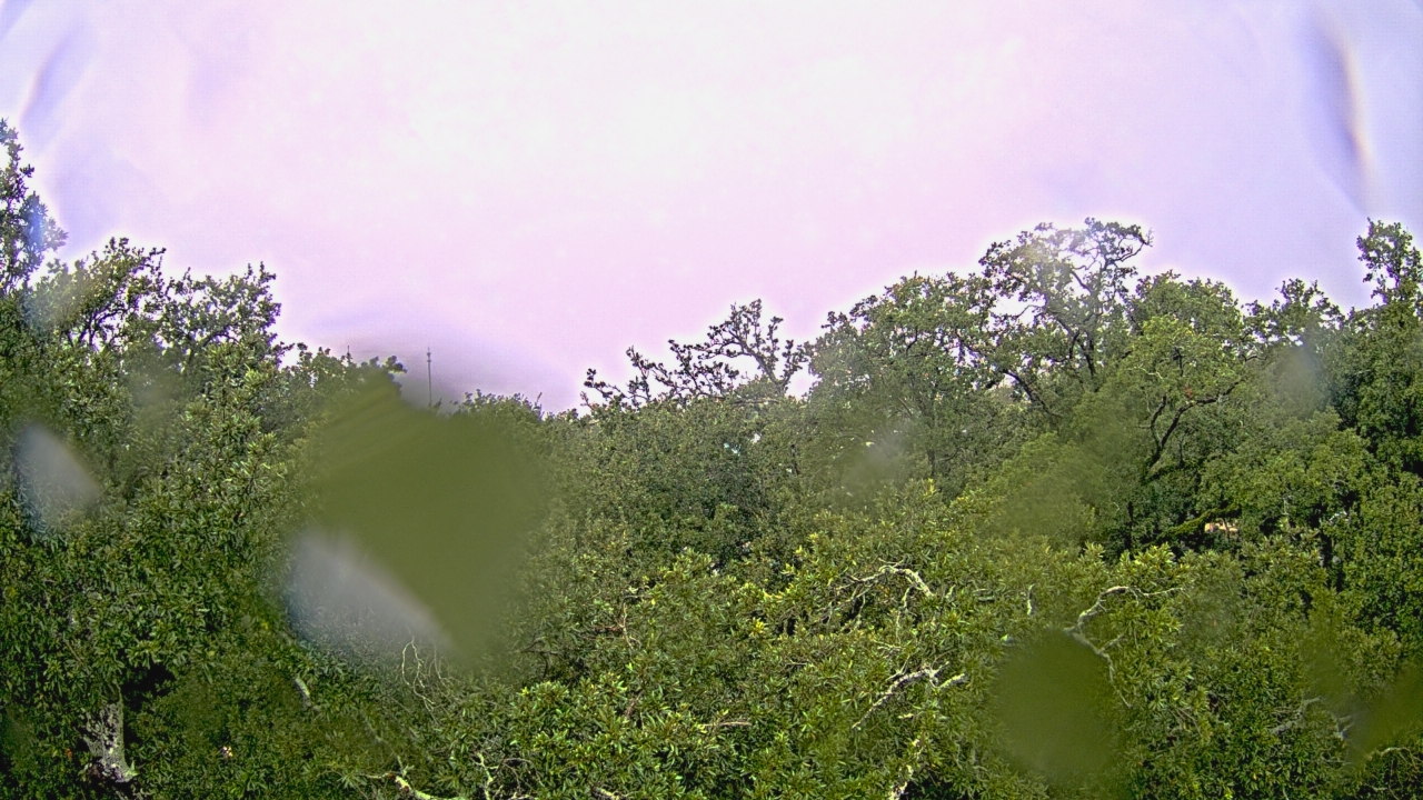 Thumbnail for current weather camera view from Metairie Club Gardens in Metairie, Louisiana