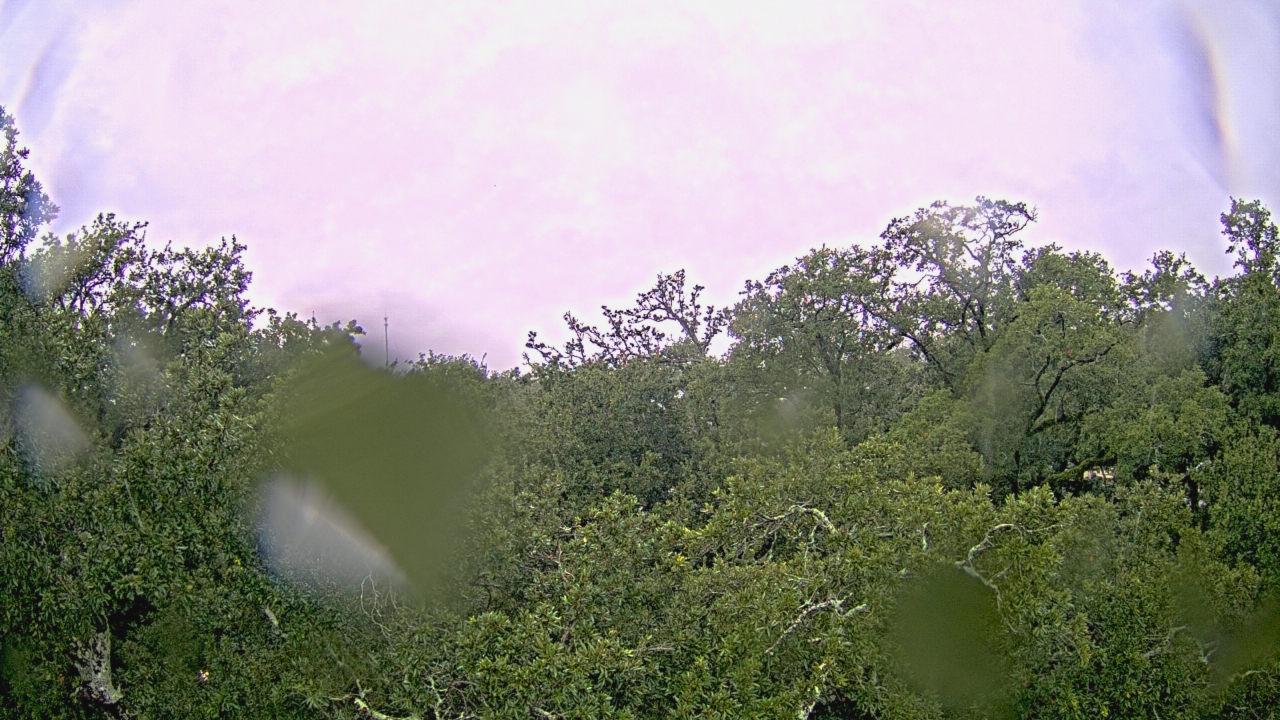 Thumbnail for current weather camera view from Metairie Club Gardens in Metairie, Louisiana