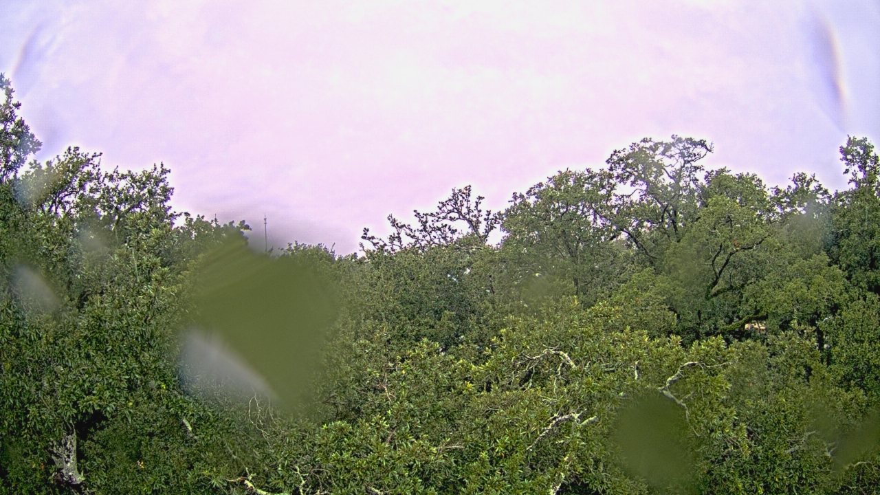 Thumbnail for current weather camera view from Metairie Club Gardens in Metairie, Louisiana