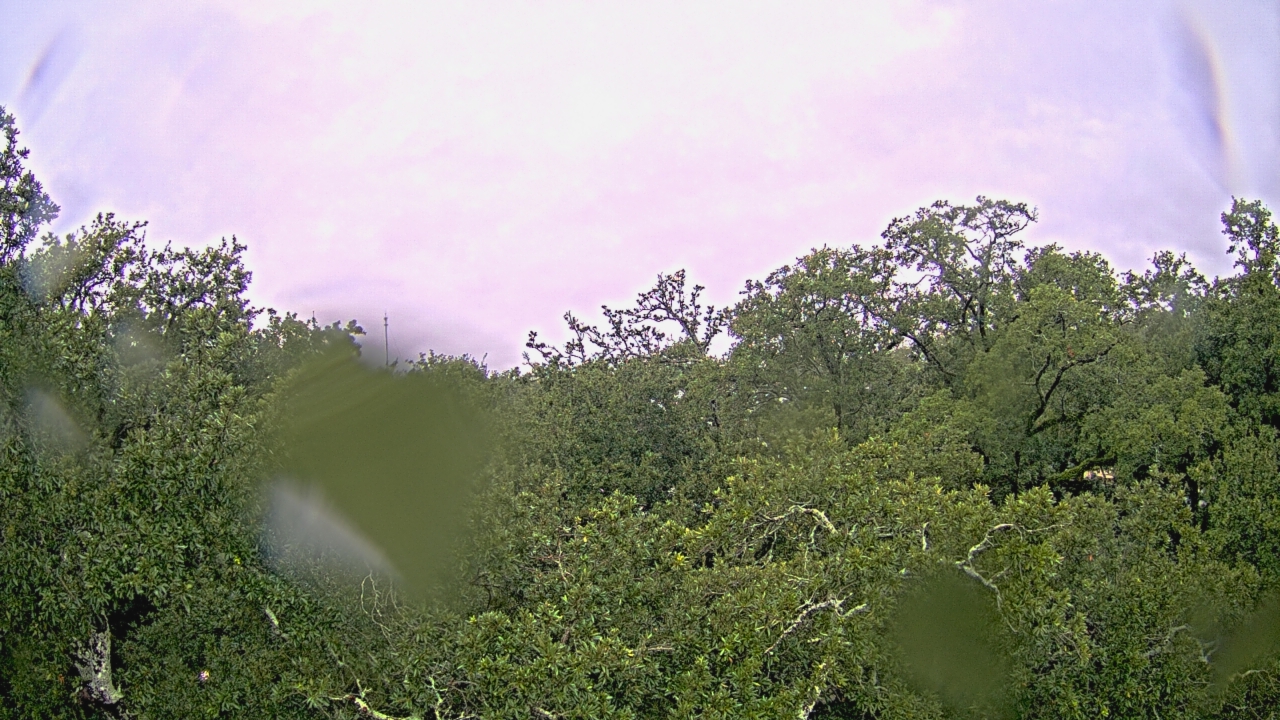 Thumbnail for current weather camera view from Metairie Club Gardens in Metairie, Louisiana