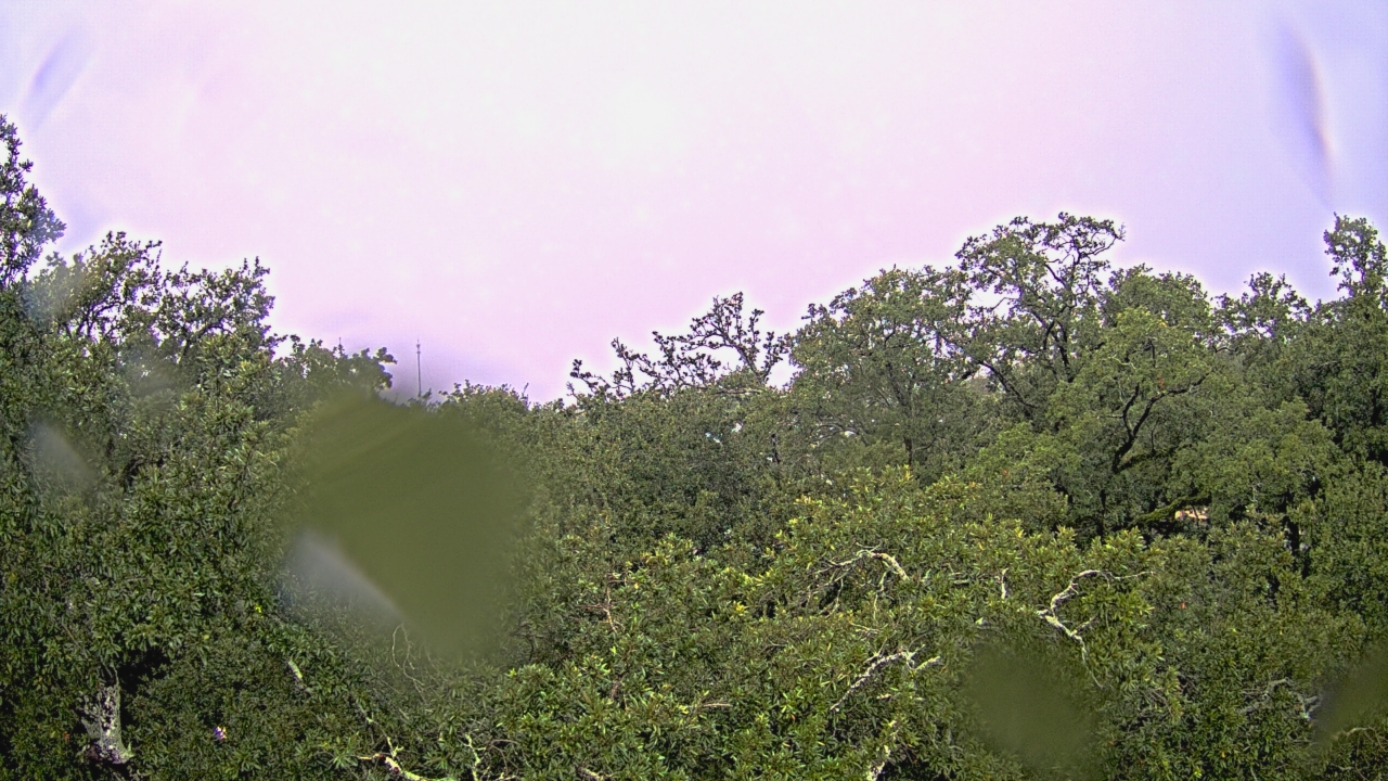 Thumbnail for current weather camera view from Metairie Club Gardens in Metairie, Louisiana