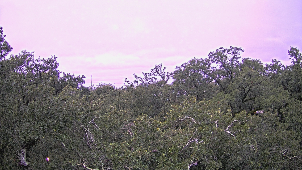 Thumbnail for current weather camera view from Metairie Club Gardens in Metairie, Louisiana