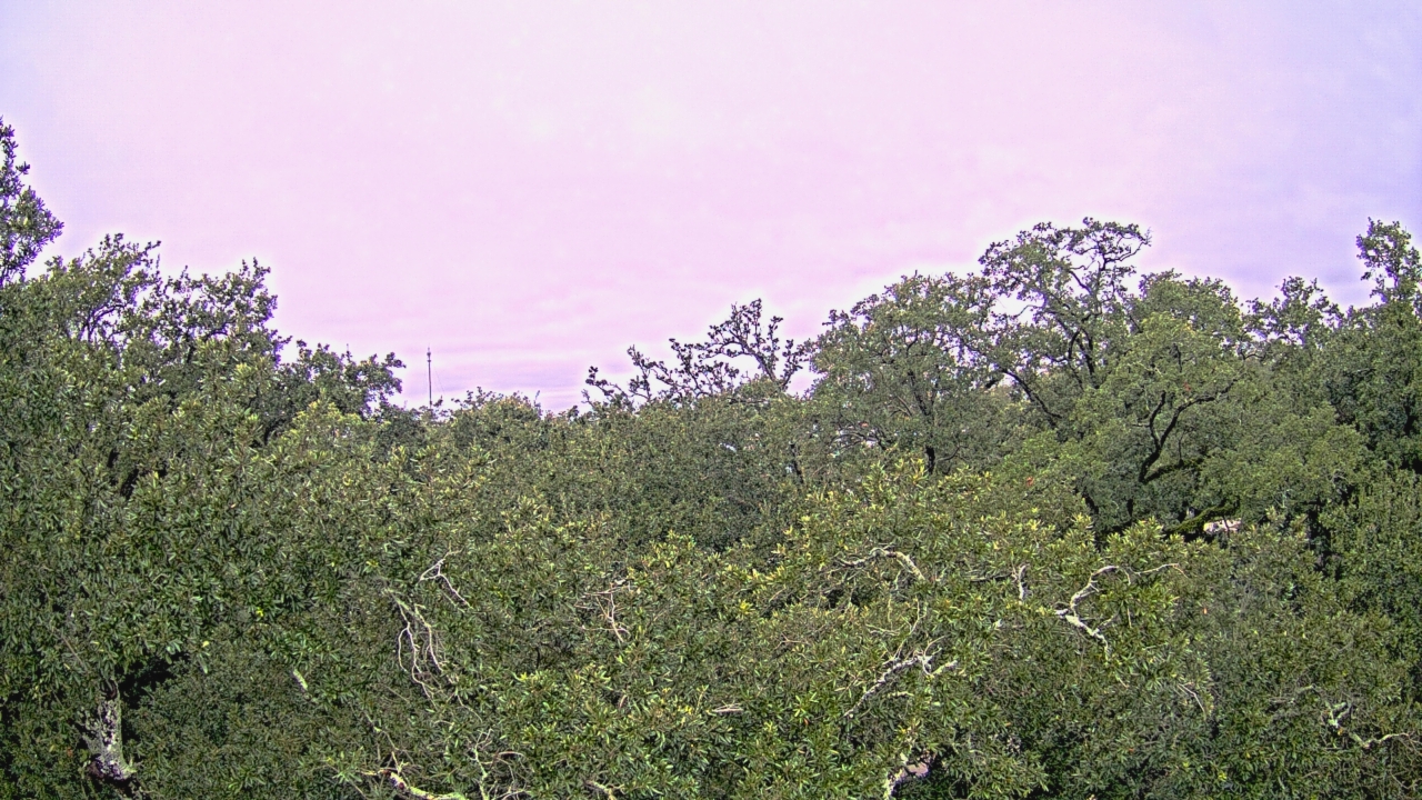 Thumbnail for current weather camera view from Metairie Club Gardens in Metairie, Louisiana
