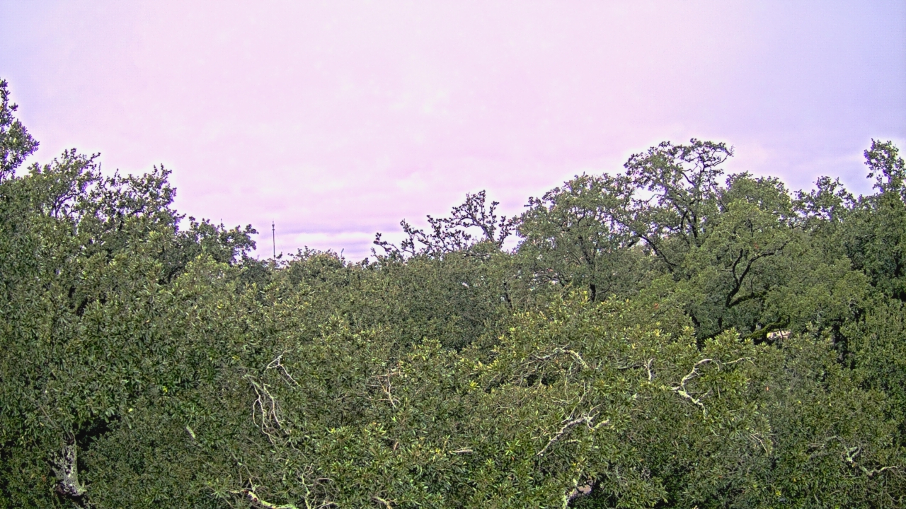 Thumbnail for current weather camera view from Metairie Club Gardens in Metairie, Louisiana