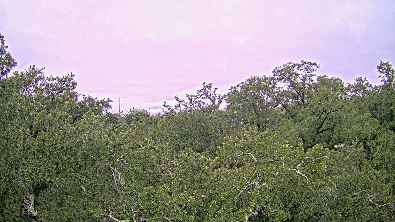 Thumbnail for current weather camera view from Metairie Club Gardens in Metairie, Louisiana