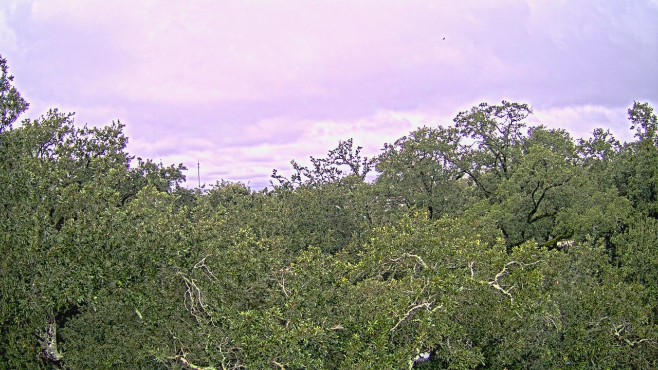 Thumbnail for current weather camera view from Metairie Club Gardens in Metairie, Louisiana