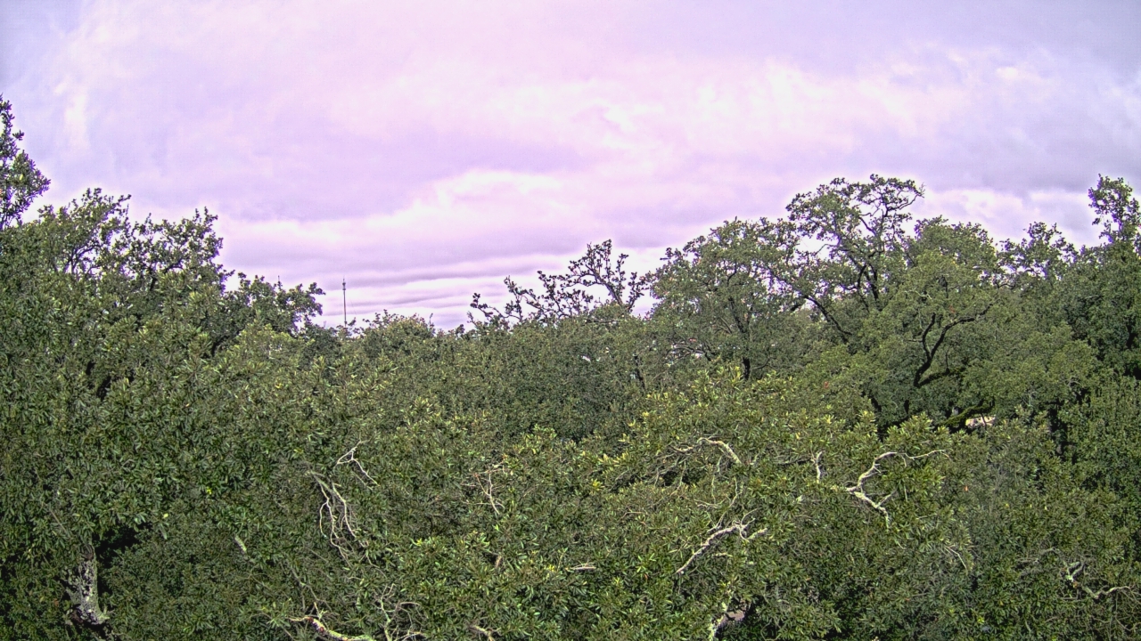 Thumbnail for current weather camera view from Metairie Club Gardens in Metairie, Louisiana