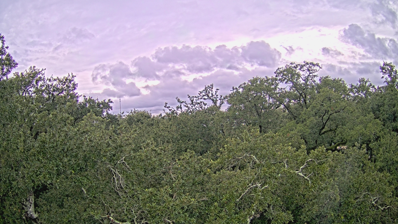 Thumbnail for current weather camera view from Metairie Club Gardens in Metairie, Louisiana
