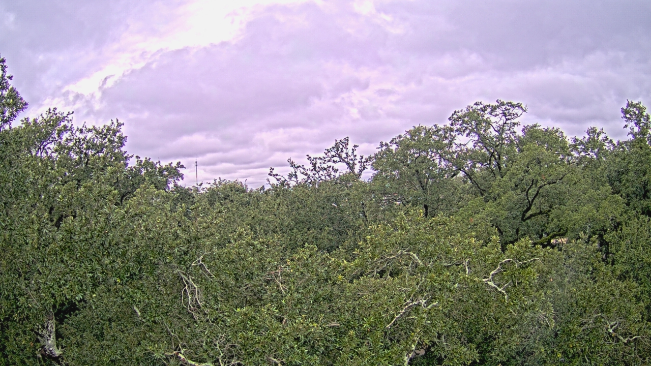 Thumbnail for current weather camera view from Metairie Club Gardens in Metairie, Louisiana