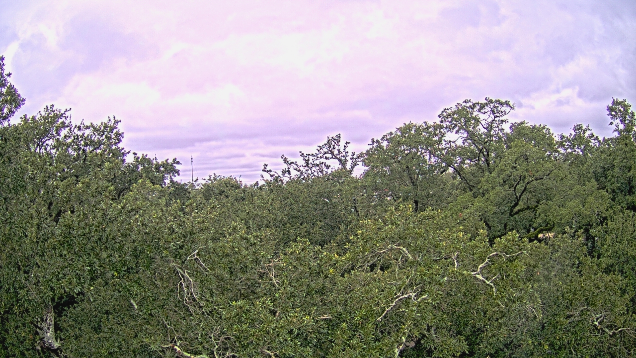 Thumbnail for current weather camera view from Metairie Club Gardens in Metairie, Louisiana