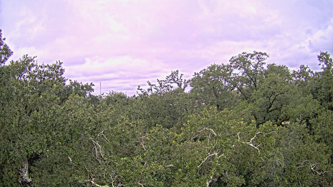 Thumbnail for current weather camera view from Metairie Club Gardens in Metairie, Louisiana