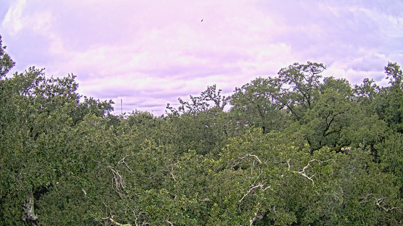 Thumbnail for current weather camera view from Metairie Club Gardens in Metairie, Louisiana