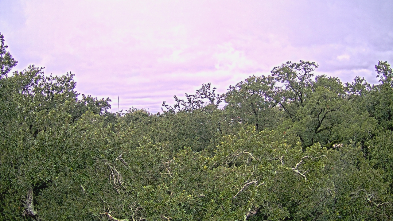Thumbnail for current weather camera view from Metairie Club Gardens in Metairie, Louisiana