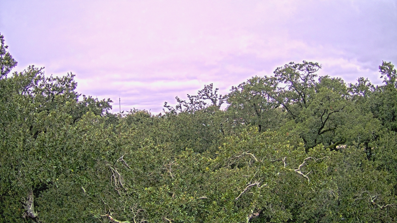 Thumbnail for current weather camera view from Metairie Club Gardens in Metairie, Louisiana