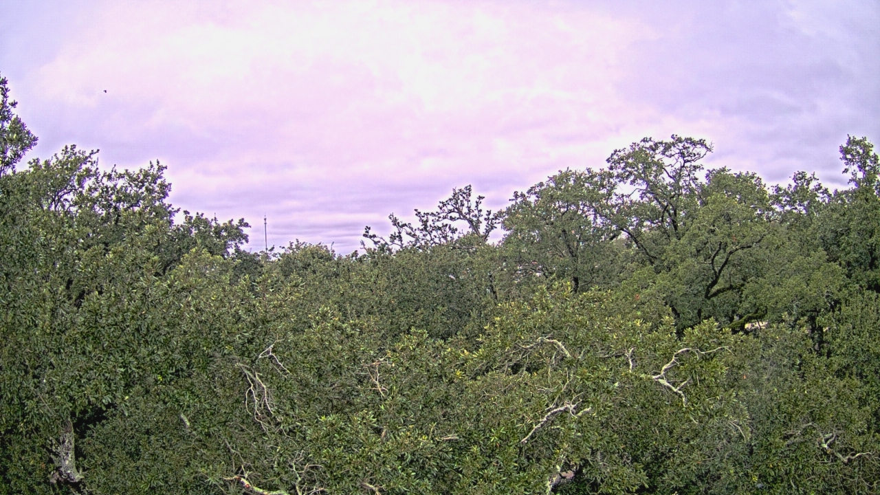 Thumbnail for current weather camera view from Metairie Club Gardens in Metairie, Louisiana