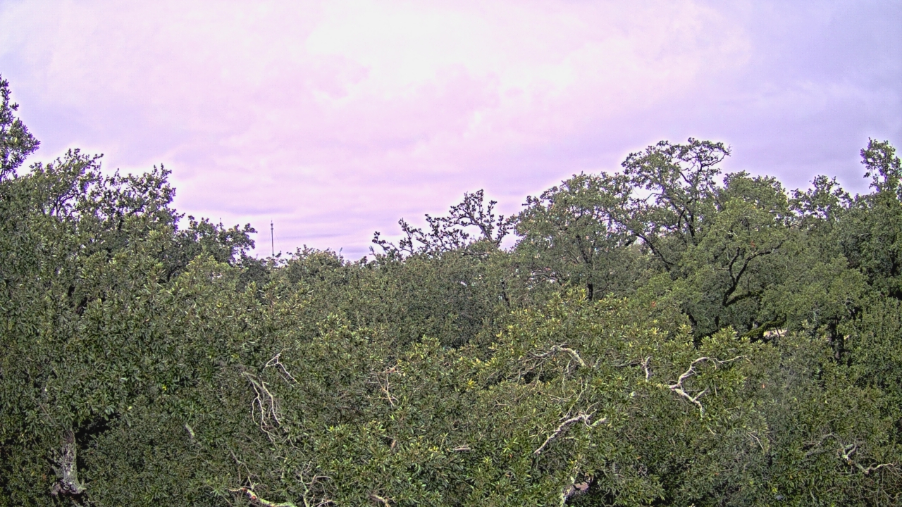 Thumbnail for current weather camera view from Metairie Club Gardens in Metairie, Louisiana