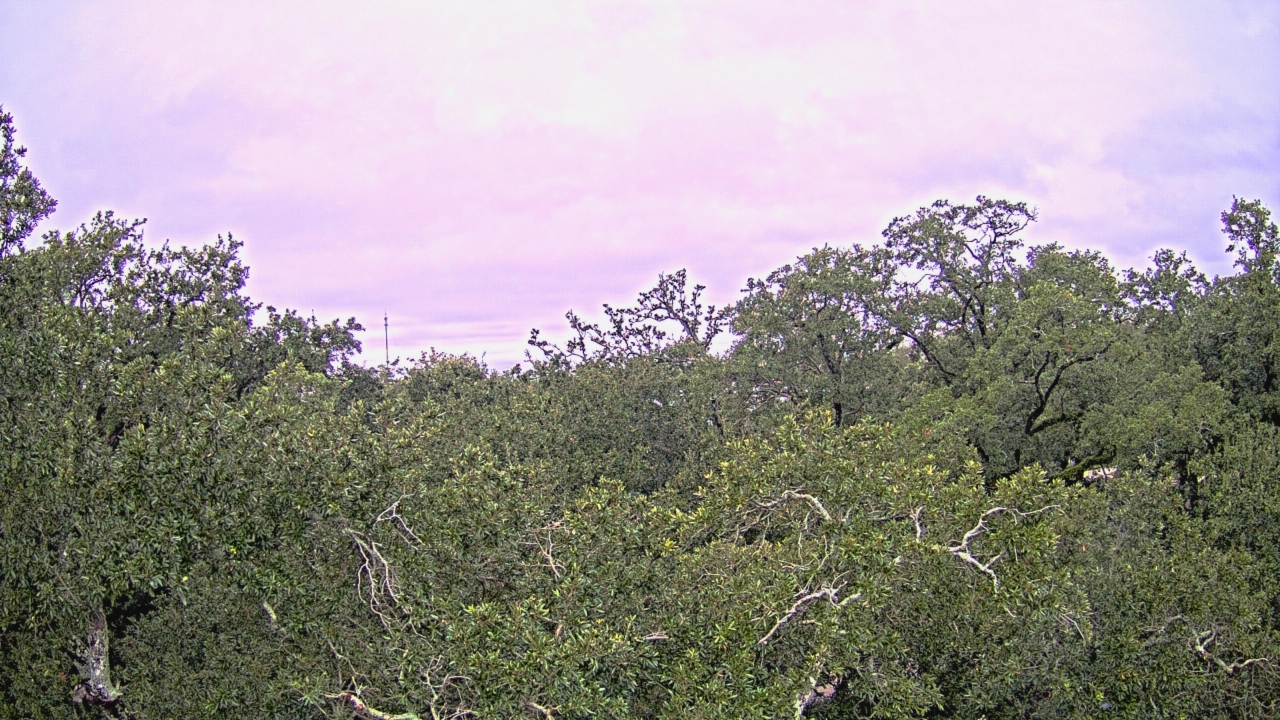 Thumbnail for current weather camera view from Metairie Club Gardens in Metairie, Louisiana