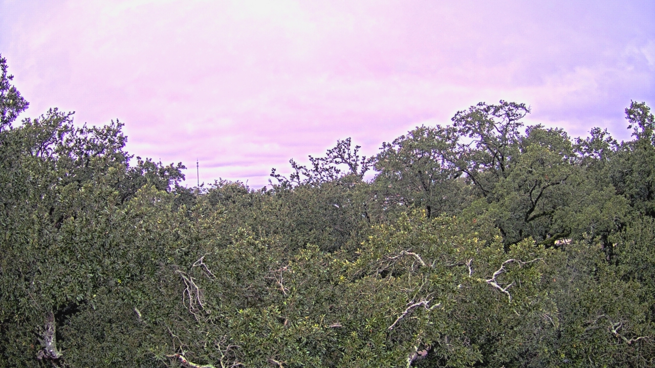 Thumbnail for current weather camera view from Metairie Club Gardens in Metairie, Louisiana