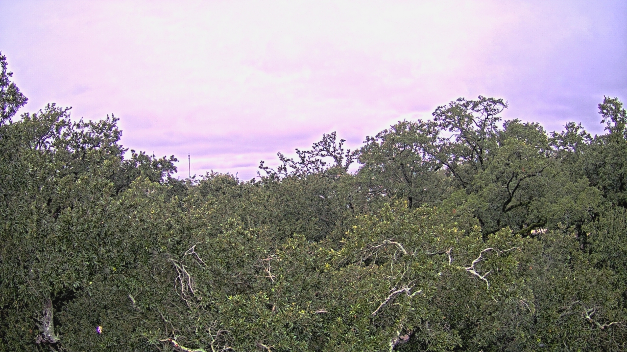 Thumbnail for current weather camera view from Metairie Club Gardens in Metairie, Louisiana