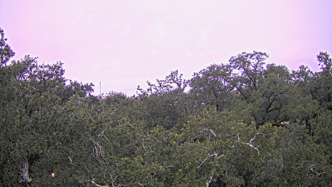 Thumbnail for current weather camera view from Metairie Club Gardens in Metairie, Louisiana