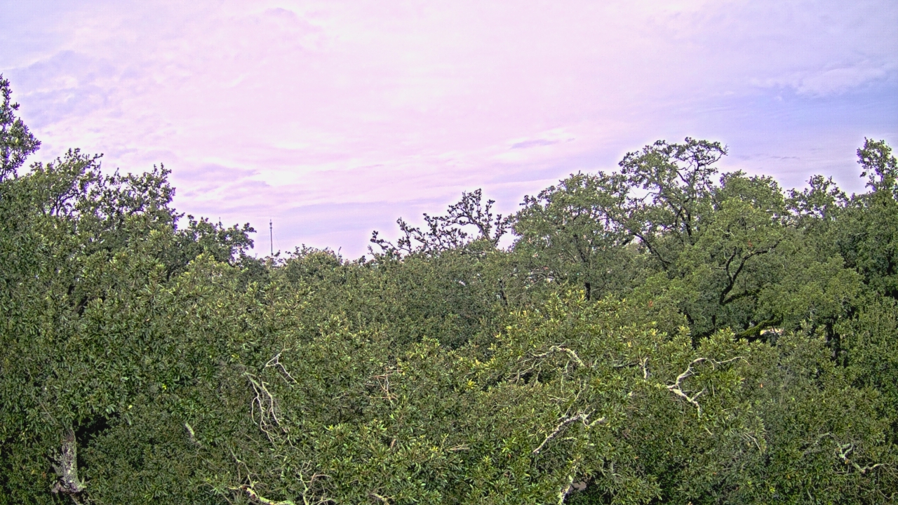 Thumbnail for current weather camera view from Metairie Club Gardens in Metairie, Louisiana