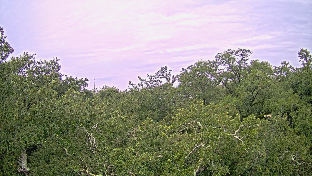 Thumbnail for current weather camera view from Metairie Club Gardens in Metairie, Louisiana