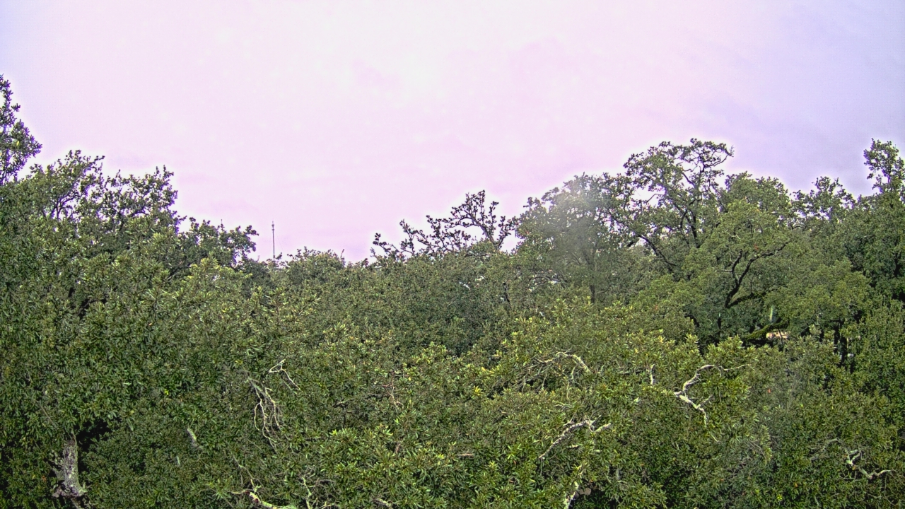 Thumbnail for current weather camera view from Metairie Club Gardens in Metairie, Louisiana