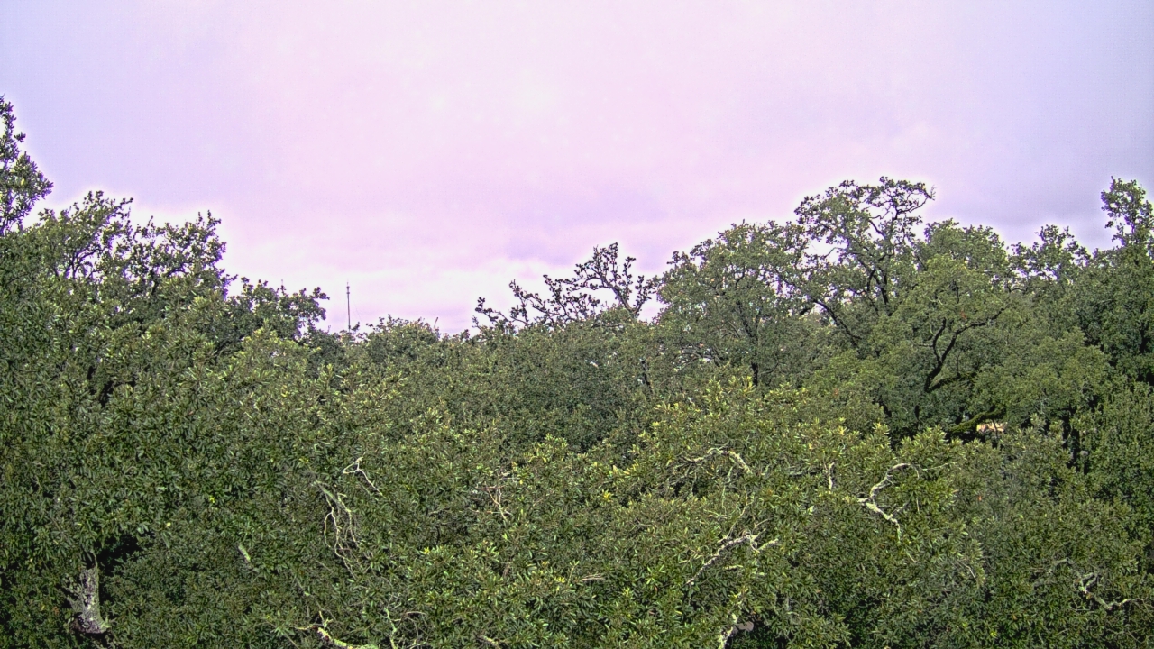 Thumbnail for current weather camera view from Metairie Club Gardens in Metairie, Louisiana