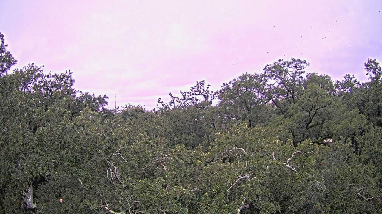 Thumbnail for current weather camera view from Metairie Club Gardens in Metairie, Louisiana