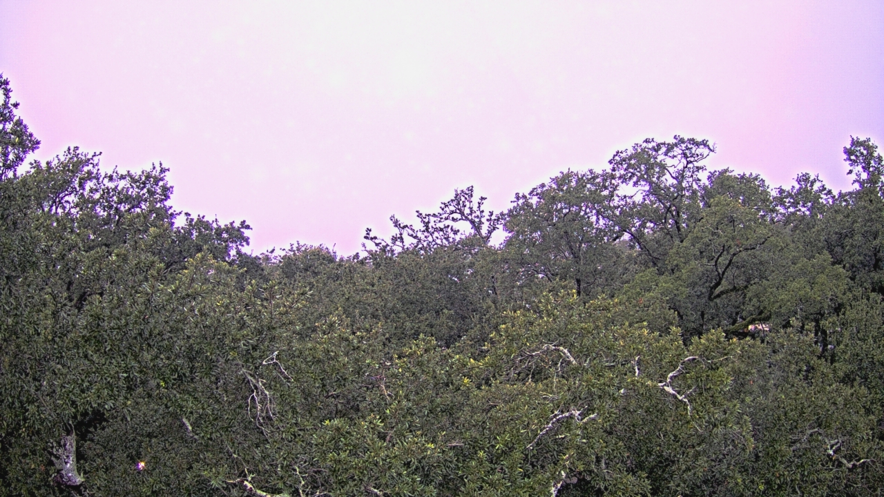 Thumbnail for current weather camera view from Metairie Club Gardens in Metairie, Louisiana