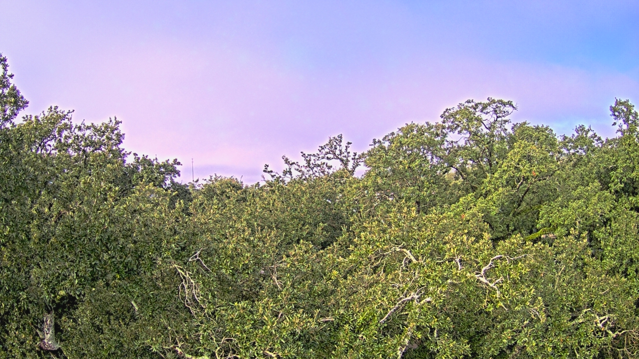 Thumbnail for current weather camera view from Metairie Club Gardens in Metairie, Louisiana