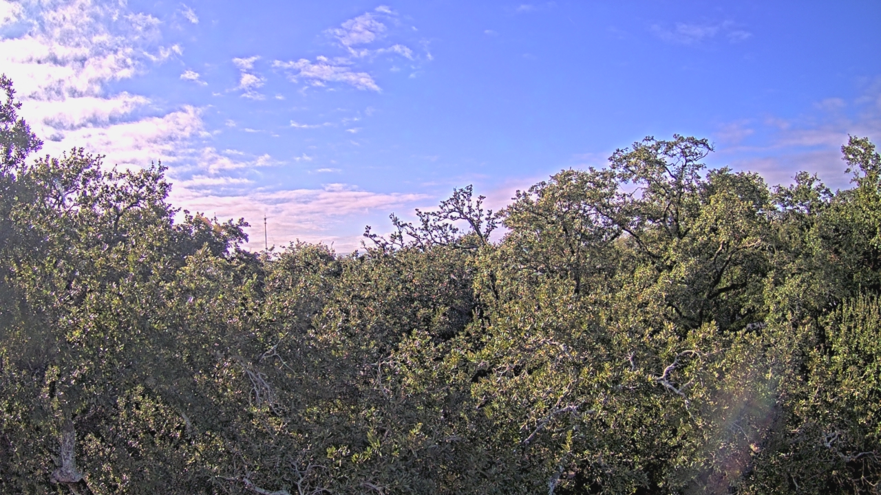 Thumbnail for current weather camera view from Metairie Club Gardens in Metairie, Louisiana