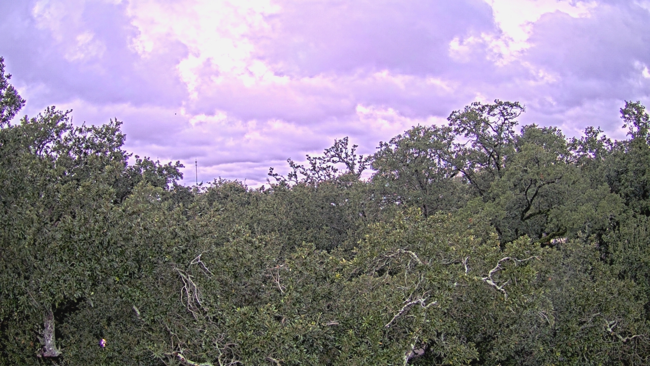 Thumbnail for current weather camera view from Metairie Club Gardens in Metairie, Louisiana