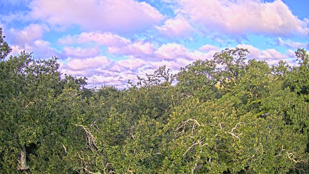 Thumbnail for current weather camera view from Metairie Club Gardens in Metairie, Louisiana