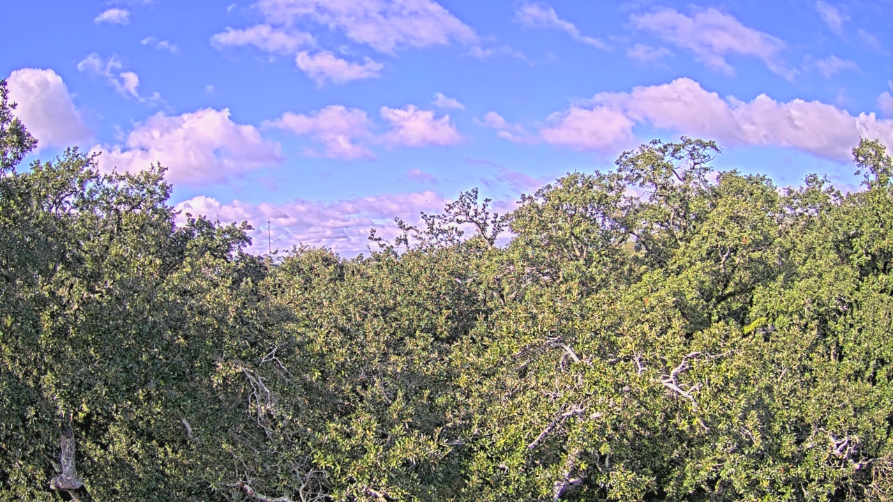 Thumbnail for current weather camera view from Metairie Club Gardens in Metairie, Louisiana