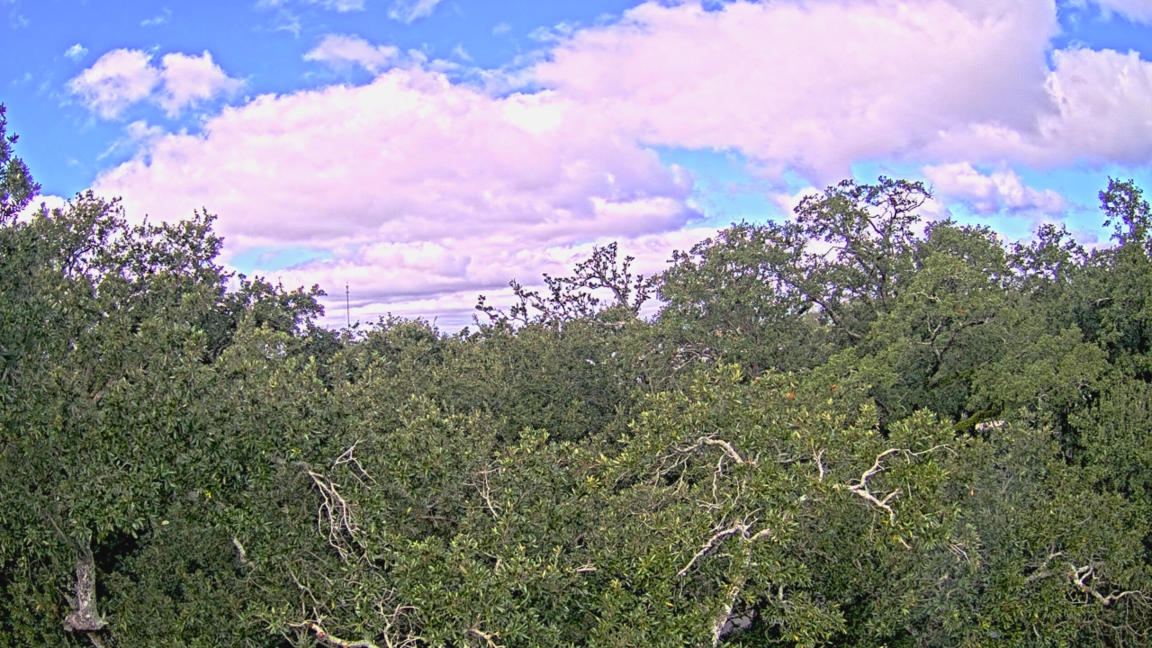 Thumbnail for current weather camera view from Metairie Club Gardens in Metairie, Louisiana