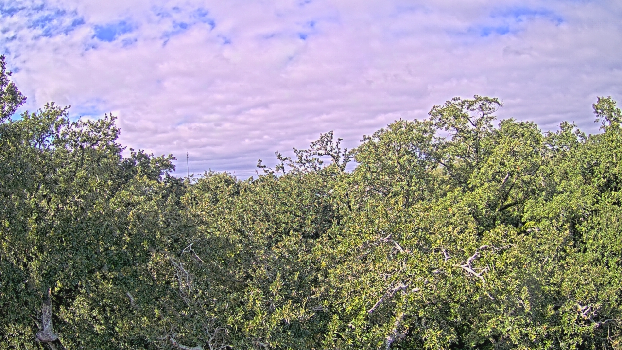 Thumbnail for current weather camera view from Metairie Club Gardens in Metairie, Louisiana
