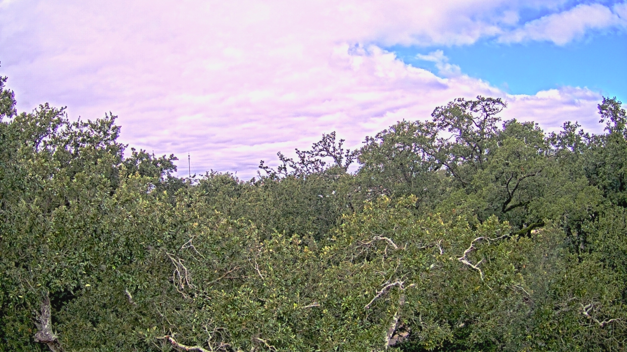 Thumbnail for current weather camera view from Metairie Club Gardens in Metairie, Louisiana