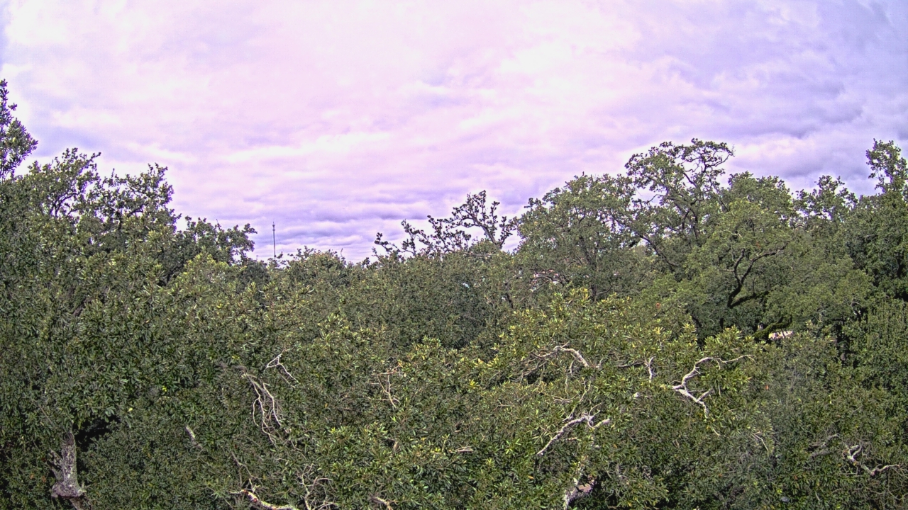 Thumbnail for current weather camera view from Metairie Club Gardens in Metairie, Louisiana