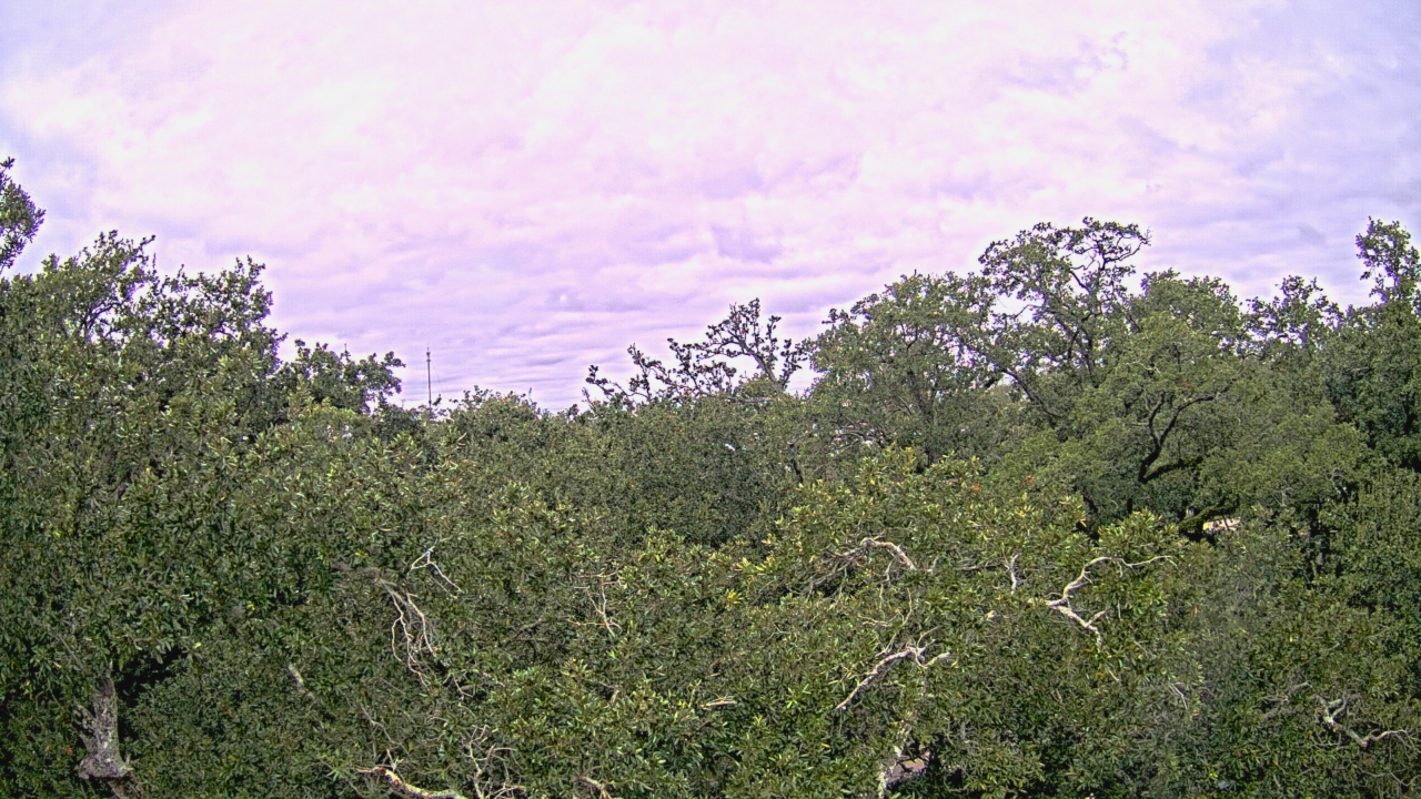 Thumbnail for current weather camera view from Metairie Club Gardens in Metairie, Louisiana