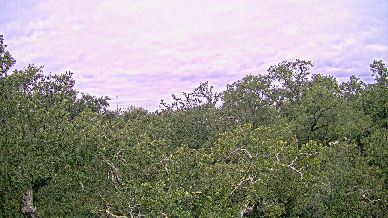 Thumbnail for current weather camera view from Metairie Club Gardens in Metairie, Louisiana