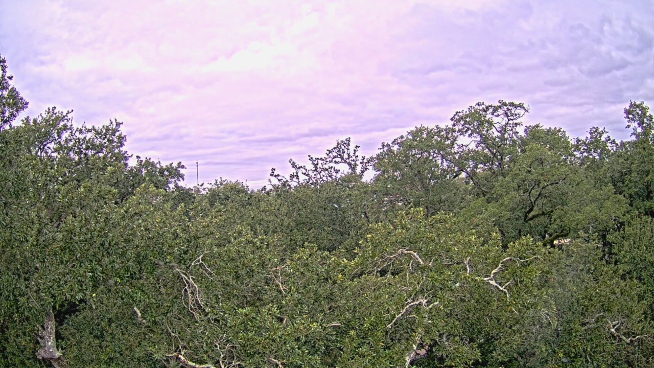 Thumbnail for current weather camera view from Metairie Club Gardens in Metairie, Louisiana