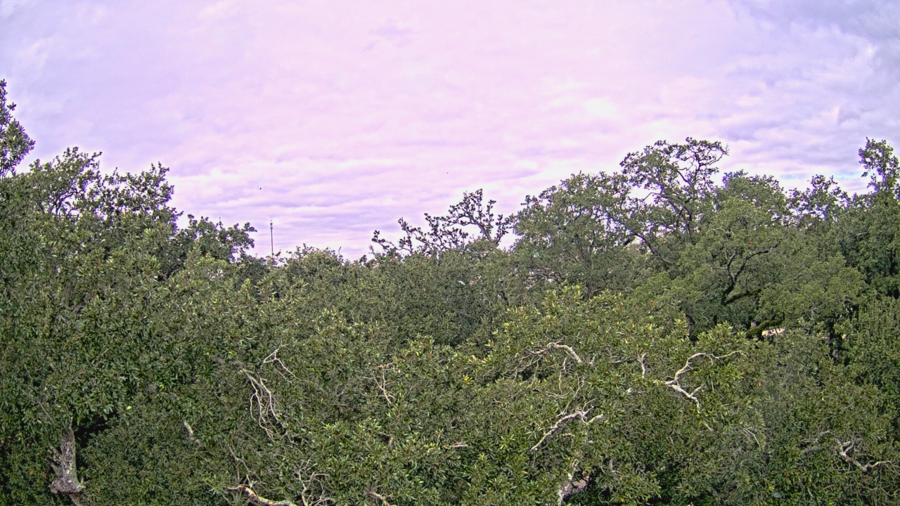 Thumbnail for current weather camera view from Metairie Club Gardens in Metairie, Louisiana